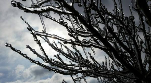 Frozen Tree limbs